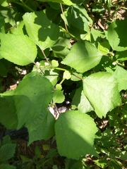 Triumfetta rhomboidea