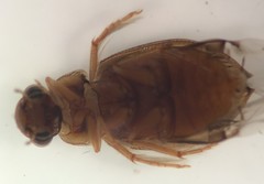Berosus aculeatus