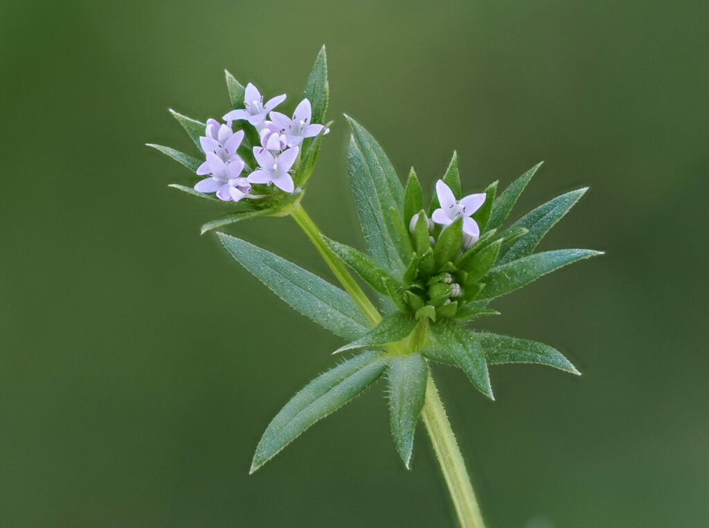 Sherardia arvensis — a medium houseplant, prefers full sun light