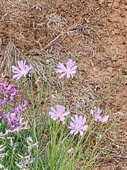 Lygodesmia grandiflora