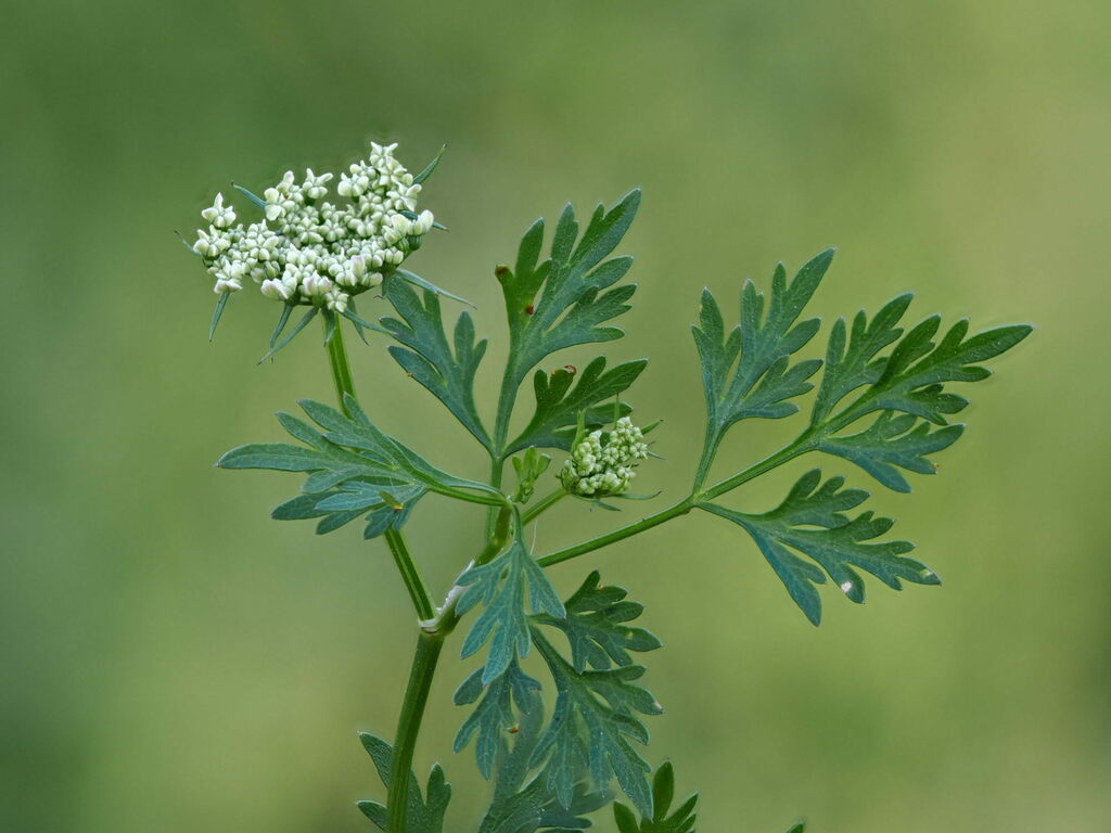 Aethusa cynapium — a medium houseplant, prefers full sun light
