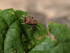 Cicadellidae