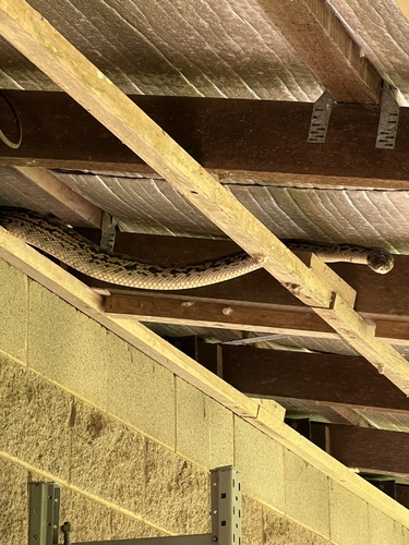 Australian Scrub Python sighting