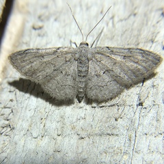 Idaea violacearia