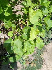Jatropha curcas