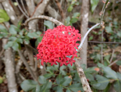 Kleinia fulgens