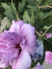 Hibiscus syriacus