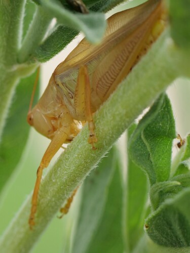 Common Meadow Katydid photo 3