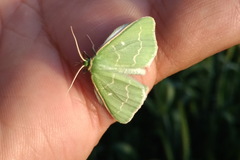 Thetidia smaragdaria