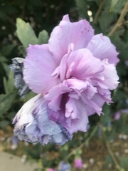 Hibiscus syriacus