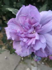 Hibiscus syriacus