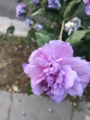 Hibiscus syriacus