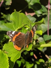 Vanessa atalanta
