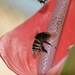 Eulaema luteola - Photo (c) hugofierros, algunos derechos reservados (CC BY-NC), subido por hugofierros