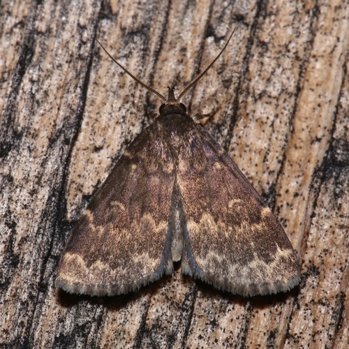 Glossy Black Idia Moth photo 3