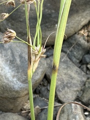 Juncus dubius
