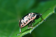 Calligrapha diversa
