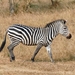 Grant’s Zebra - Photo (c) Michal Sloviak, some rights reserved (CC BY), uploaded by Michal Sloviak