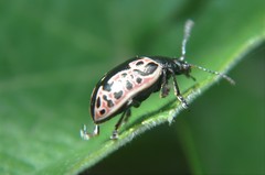 Calligrapha diversa