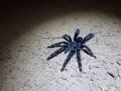 Avicularia rufa