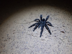 Avicularia rufa