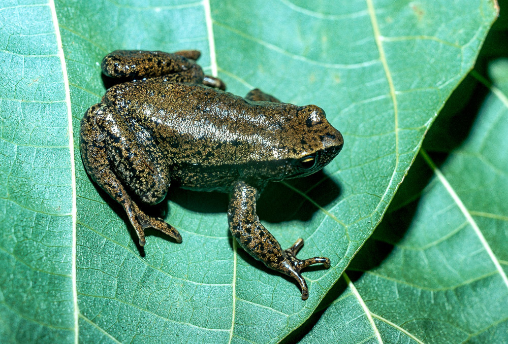 Bambuto Torrent Toad