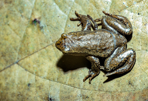 Bambuto Torrent Toad