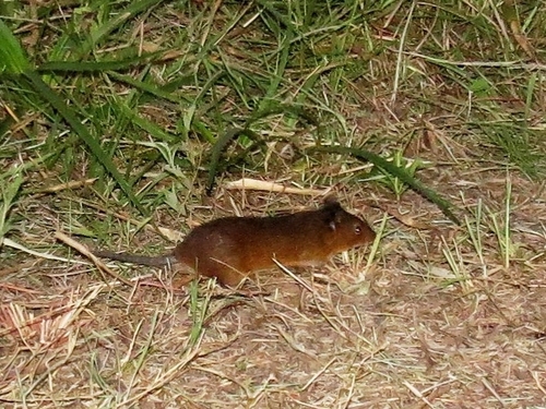 Brazilian Marsh Rat