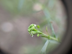 Lepidium virginicum