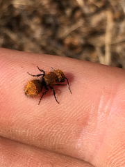 Pseudomethoca anthracina