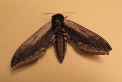 Sphinx drupiferarum