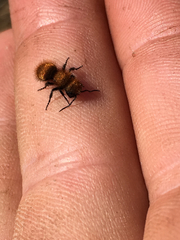 Pseudomethoca anthracina