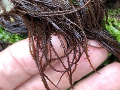 Cumagloia andersonii