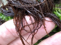 Cumagloia andersonii