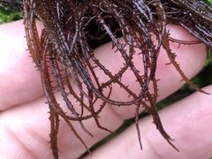 Cumagloia andersonii