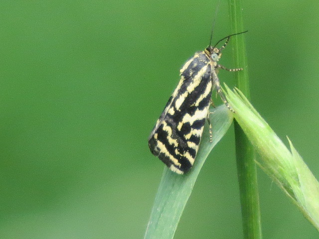 Spotted Sulphur