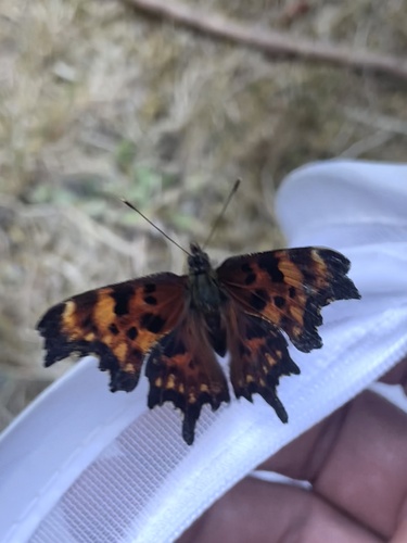 Oreas Comma photo 3