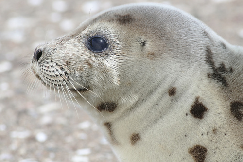 Harp Seal