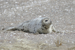 Pagophilus groenlandicus