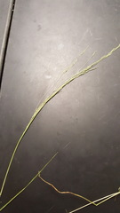 Agrostis scabra