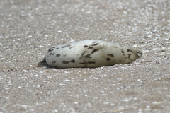 Pagophilus groenlandicus