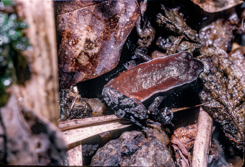 Mertens' Torrent Toad