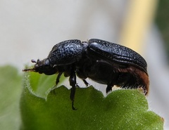 Sinodendron cylindricum