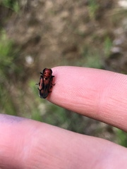 Tetraopes melanurus