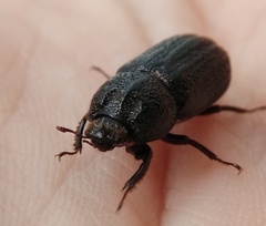 Sinodendron cylindricum