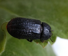 Sinodendron cylindricum