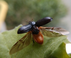 Sinodendron cylindricum