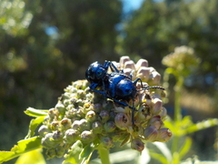 Chrysochus cobaltinus