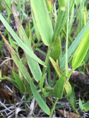 Amphicarpum muehlenbergianum