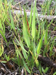 Amphicarpum muehlenbergianum